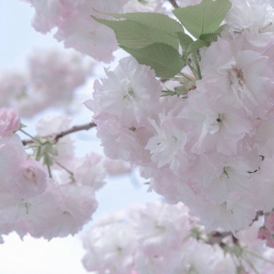 咸阳福瑞交流群